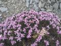 prickly thrift